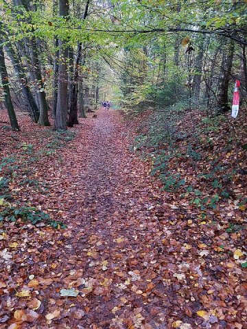 29.10.2017: Saarschleife-Trail